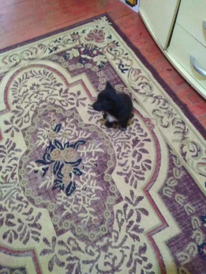 Cachorro raça Vira lata idade 2 a 6 meses nome Nina