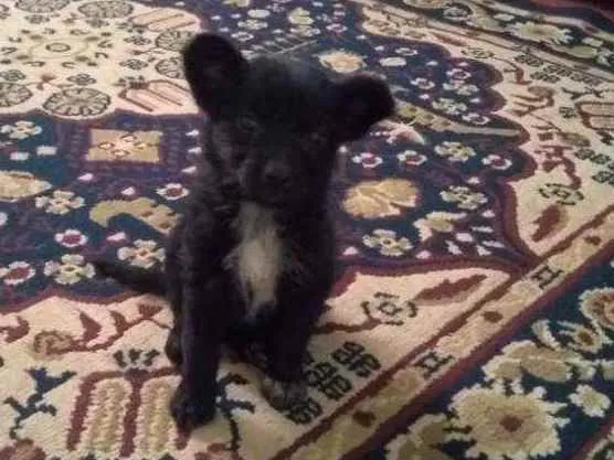 Cachorro raça Vira lata idade 2 a 6 meses nome Nina