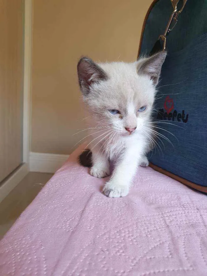 Gato ra a SRD idade 2 a 6 meses nome Netuno