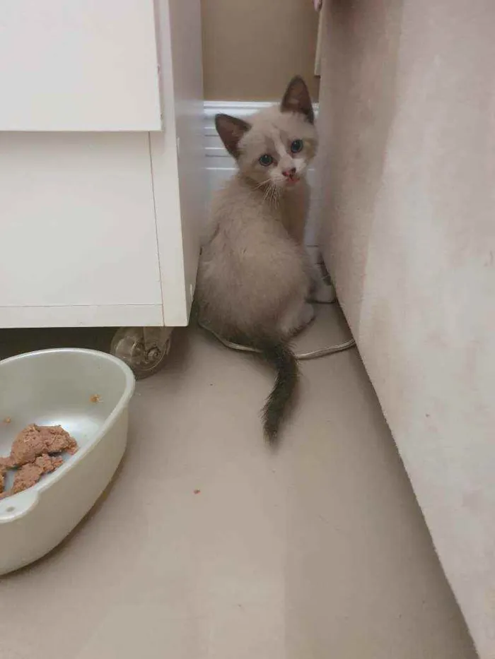Gato ra a SRD idade 2 a 6 meses nome Netuno