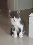Simba