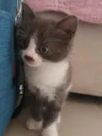 Zaion
