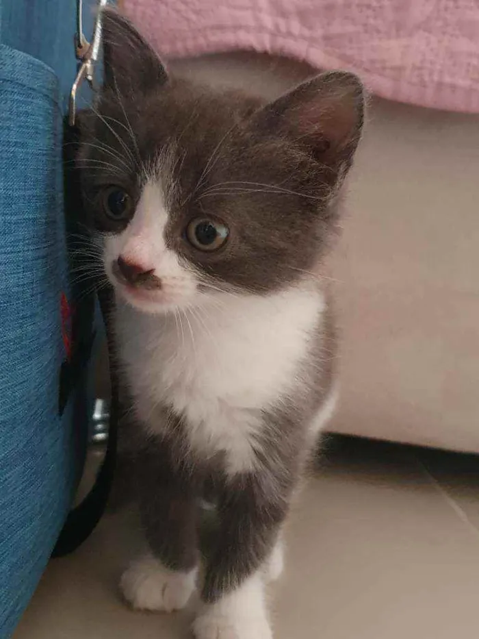 Gato ra a SRD idade 2 a 6 meses nome Zaion