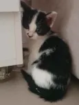 Jade