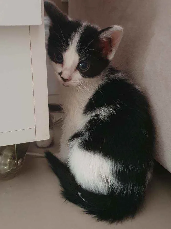 Gato ra a SRD idade 2 a 6 meses nome Jade
