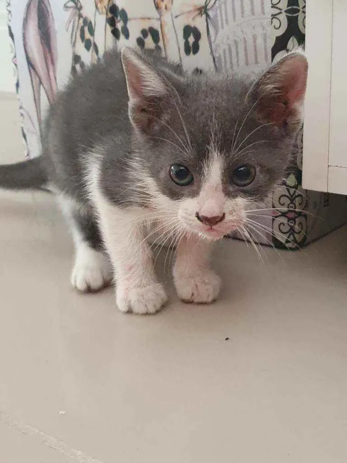 Gato ra a SRD idade 2 a 6 meses nome Jussara