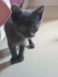 Sacha