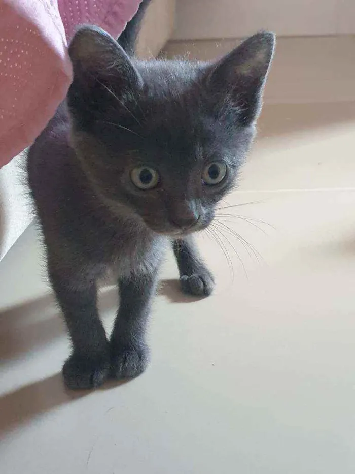 Gato ra a SRD idade 2 a 6 meses nome Sacha