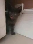 Sacha