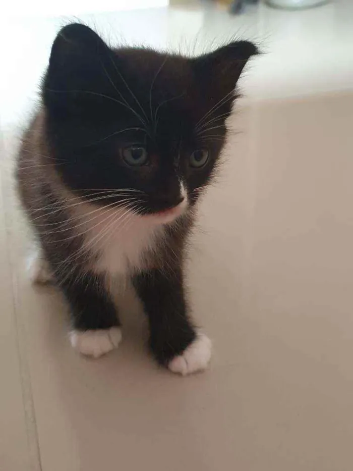 Gato ra a SRD idade 2 a 6 meses nome Bia