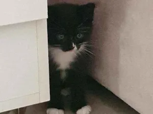 Gato raça SRD idade 2 a 6 meses nome Bia