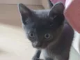 Sacha