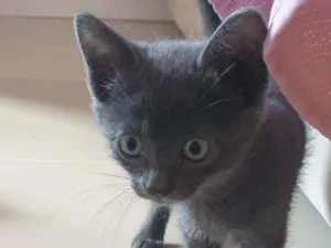 Gato raça SRD idade 2 a 6 meses nome Sacha