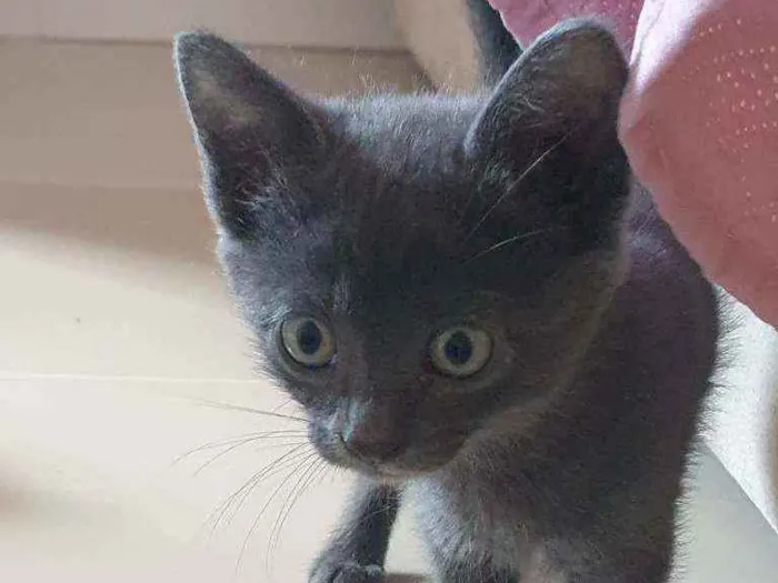 Gato ra a SRD idade 2 a 6 meses nome Sacha