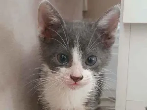 Gato raça SRD idade 2 a 6 meses nome Jussara