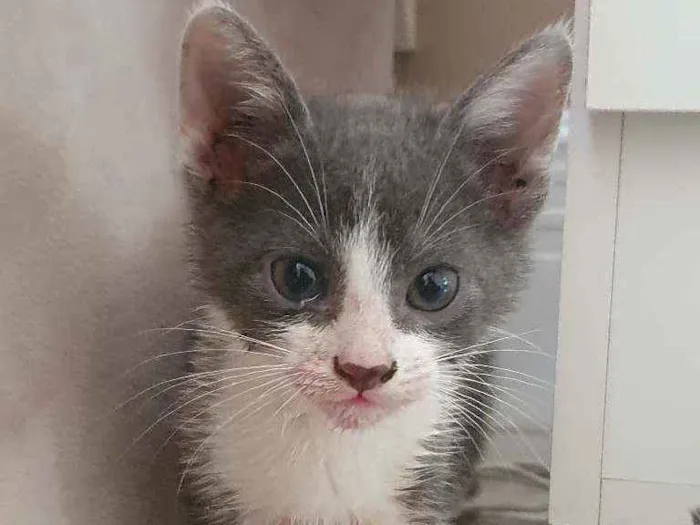 Gato ra a SRD idade 2 a 6 meses nome Jussara
