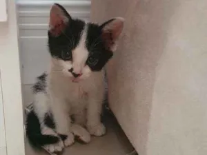 Gato raça SRD idade 2 a 6 meses nome Jade