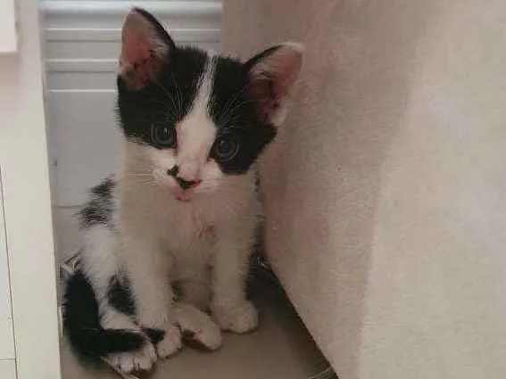 Gato ra a SRD idade 2 a 6 meses nome Jade