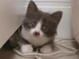 Zaion