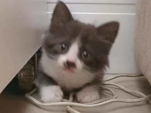 Gato raça SRD idade 2 a 6 meses nome Zaion