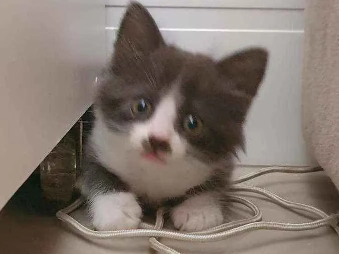 Gato ra a SRD idade 2 a 6 meses nome Zaion