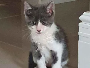 Gato raça SRD idade 2 a 6 meses nome Simba