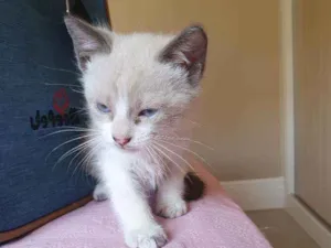 Gato raça SRD idade 2 a 6 meses nome Netuno