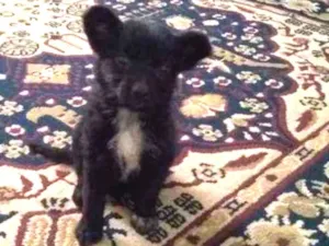 Cachorro raça Vira lata idade 2 a 6 meses nome Nina