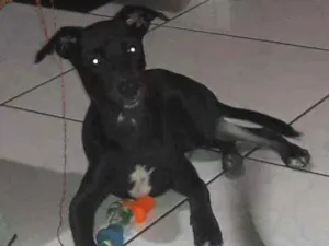 Cachorro raça SRD idade 2 a 6 meses nome Zé 