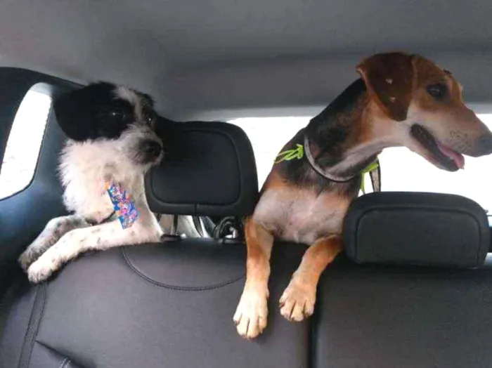 Cachorro raça SRD idade 3 anos nome Panda 