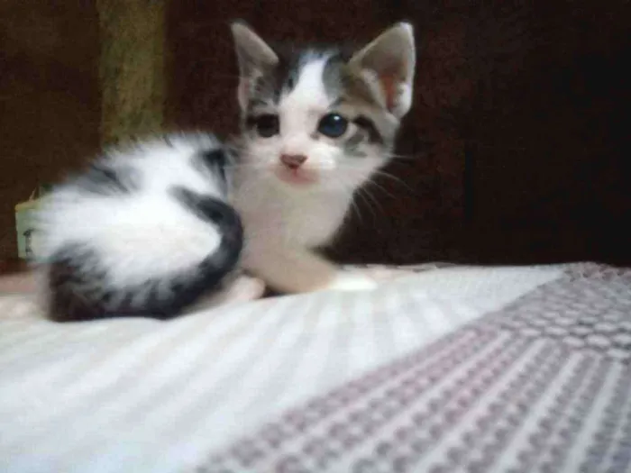 Gato raça Srd idade Abaixo de 2 meses nome Madona