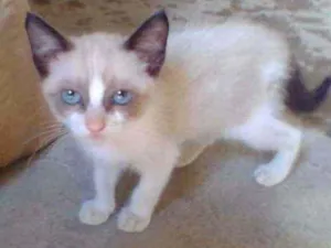 Gato raça Siamês idade 2 a 6 meses nome Leona