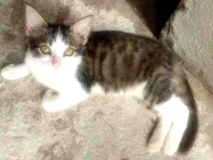 Gato raça Srd idade 2 a 6 meses nome Melissa