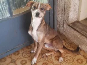 Cachorro raça SRD  idade 7 a 11 meses nome Tito