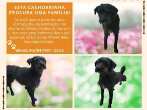 Cachorro raça  idade  nome Cachorrinha