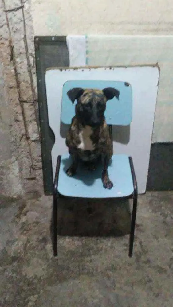 Cachorro ra a Vira lata idade 5 anos nome Nina