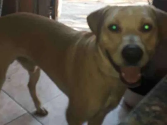 Cachorro ra a Labrador idade 1 ano nome Boby