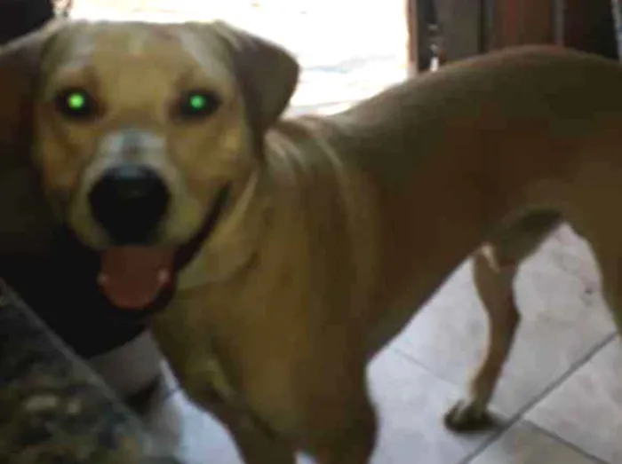 Cachorro ra a Labrador idade 1 ano nome Boby