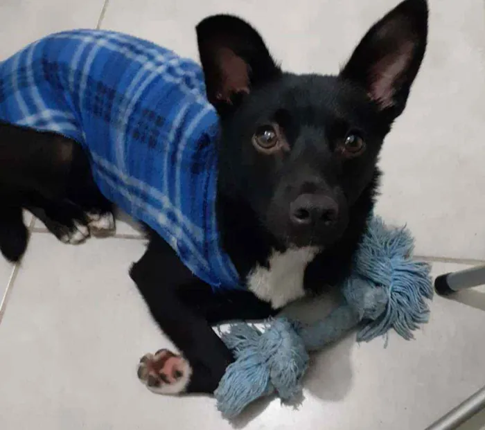 Cachorro ra a SRD idade 1 ano nome Black
