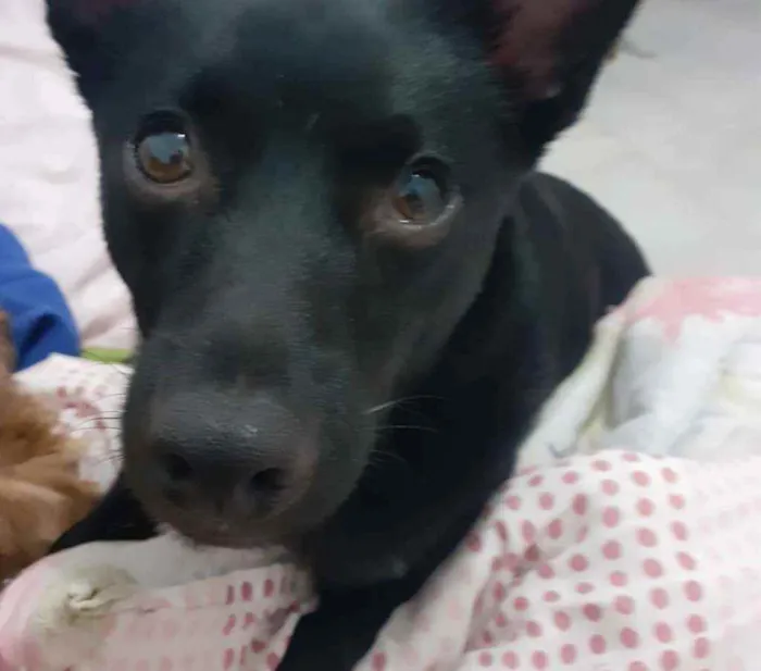 Cachorro ra a SRD idade 1 ano nome Black