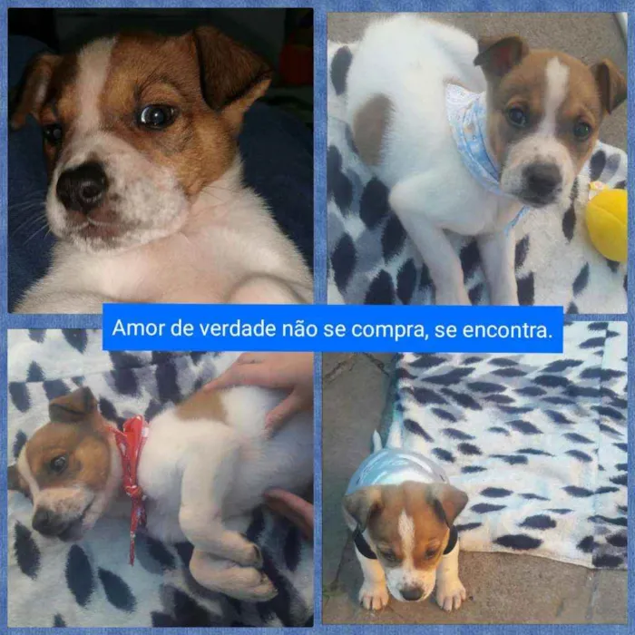 Cachorro ra a Nao definida idade 2 a 6 meses nome Tayler
