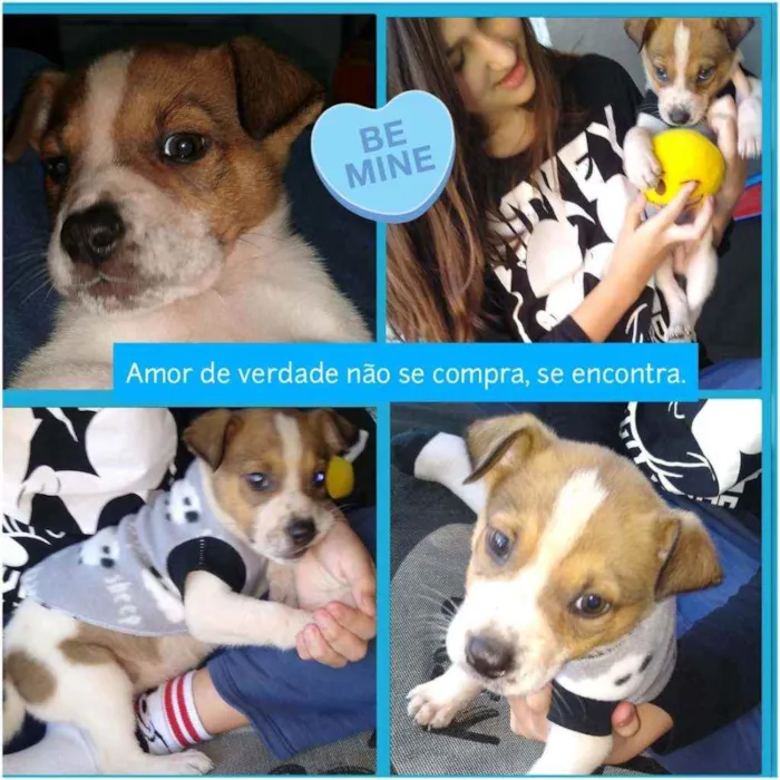 Cachorro ra a Nao definida idade 2 a 6 meses nome Tayler
