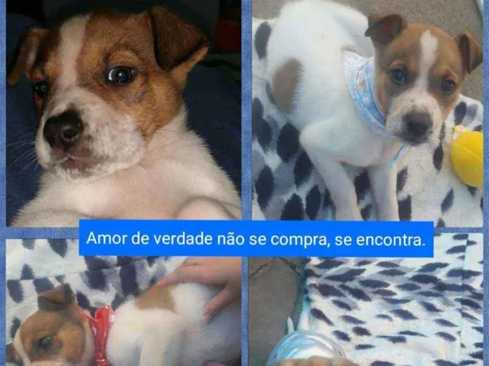 Cachorro ra a Nao definida idade 2 a 6 meses nome Tayler