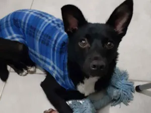 Cachorro raça SRD idade 1 ano nome Black