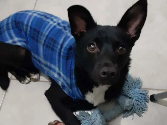 Cachorro ra a SRD idade 1 ano nome Black