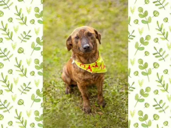 Cachorro ra a SRD-ViraLata idade 1 ano nome Alf