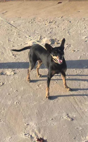 Cachorro raça Pinscher idade 6 ou mais anos nome Ratchosca