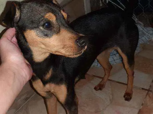 Cachorro ra a Vira lata idade  nome Não sei o nome 