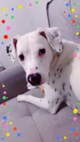Floquinho