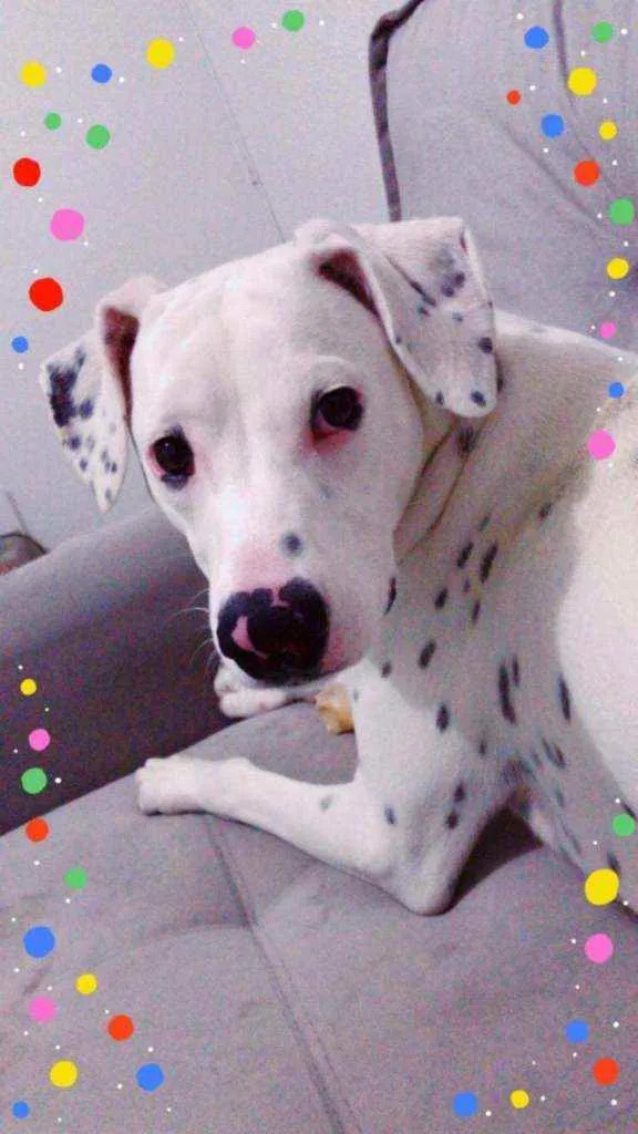 Cachorro ra a Dálmatas idade 2 anos nome Floquinho